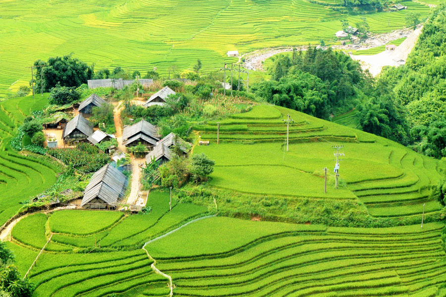 Sapa-Rice-Field