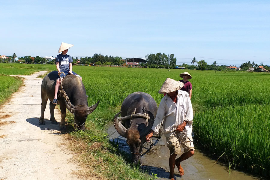 buffalow-riding-vietnamrealtour
