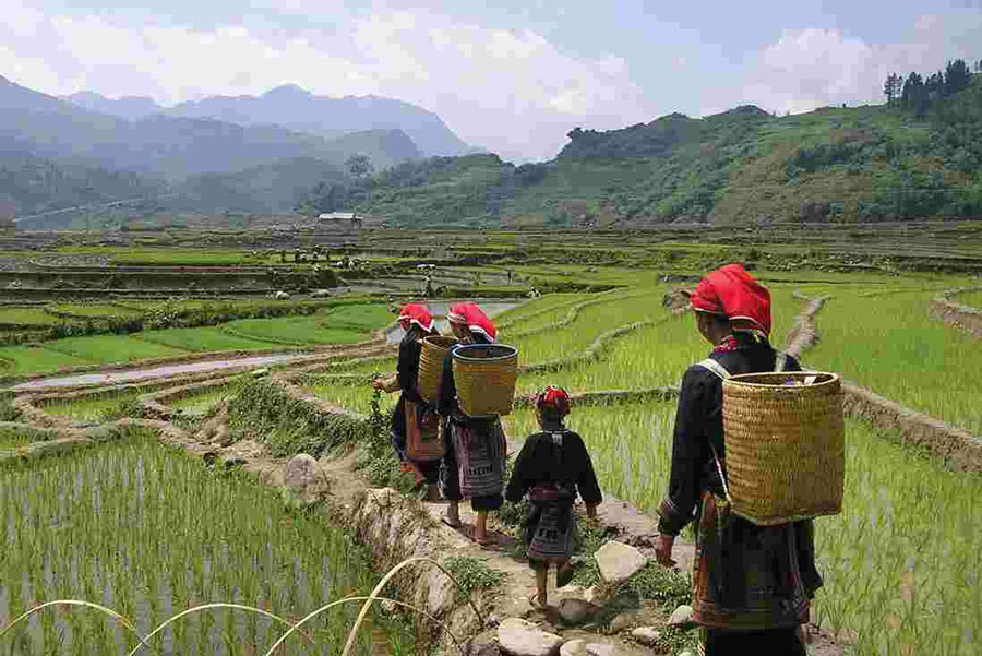 vietnam_sapa_valley_red_dzao_rice_field_0